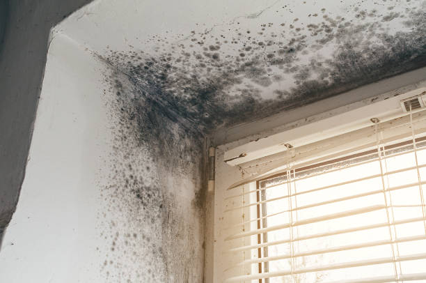 Trusted Mold Testing service in Nashville, IL - Cheap Mold Removal